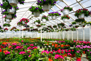 Colorful Flower Greenhouse with Hanging Pots and Blooming Potted Plants in Full Spring Bloom