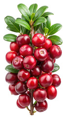 Close up shot showcasing a fresh lingonberry bunch with its vibrant leaves