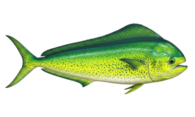 Vibrant green and yellow mahi mahi fish swimming isolated on transparent background