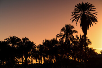 Obraz premium Sunrise over palm trees on the tropical island of Coche, Venezuela. 