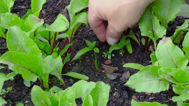 Man's hand weeding rows of young beetroot plants in garden soil. Useful for themes of gardening, sustainability, organic farming, and manual labor
