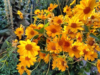 abundant and bright flowering of heliopsis in the garden