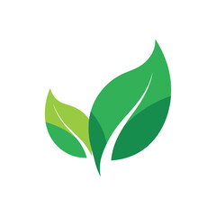 green leaf isolated on white