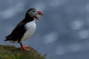 Puffin in backlight with open beak. It stands on a rock