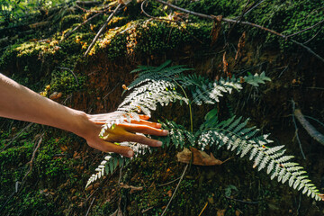 Touching the delicate ferns in a lush forest during late afternoon sunlight