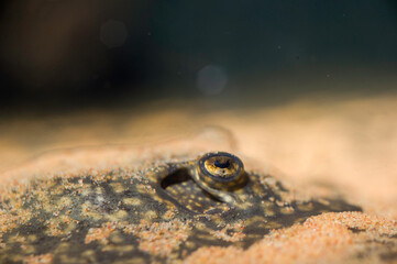 Fototapeta premium Bushy Nose Pleco Ancistrus sp. Loricaridae