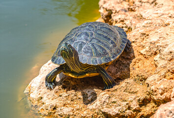 red-eared turtle basking in the sun