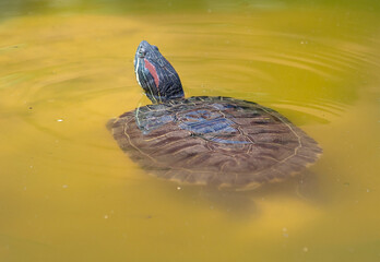 turtle swims in the muddy water of the lake