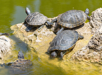 red-eared turtle basking in the sun