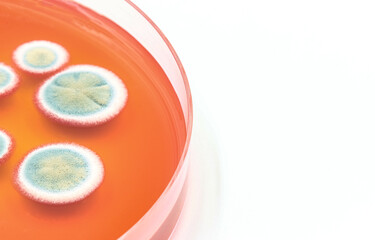 Microbiology. Laboratory Petri dish with green and white colonies of fungi. Space for text.