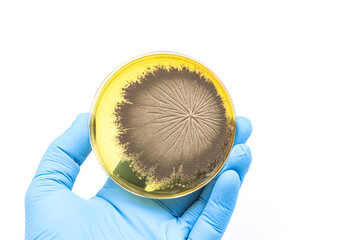 Microbiological culture with a colony of a Fungus, mold.