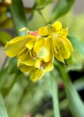 Fototapeta premium Close-up of a vibrant yellow Alstroemeria flower in bloom, showing detailed petals with dark speckled markings. The soft background blur enhances the flower’s texture, color, and natural beauty