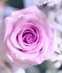 Close-up of a pink rose in full bloom, with soft petals and a gentle spiral pattern. Blurred background adds depth and highlights the flower’s delicate texture and pastel color.