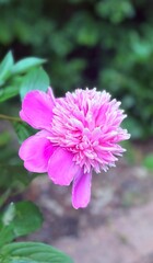 Close-up of a vibrant pink peony flower in full bloom with soft-focus green background. The image captures fine petal details and natural lighting.