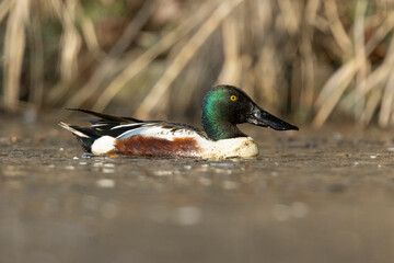 Löffelente Männchen
