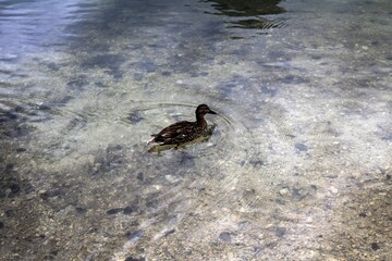 Duck at Jasna Lake by summer, Triglav, Slovenia