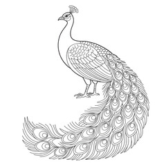 Obraz premium hand drawn peacock vector coloring page