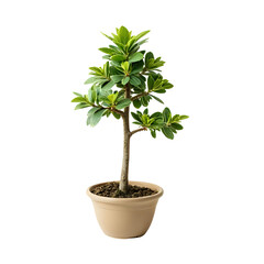 Small potted plant with vibrant green leaves and a textured brown trunk
