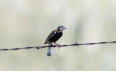 Chestnut-collared Longspur (Calcarius ornatus) perched on barbed wire in an open field