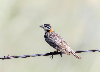 Chestnut-collared Longspur (Calcarius ornatus) perched on barbed wire against a natural background
