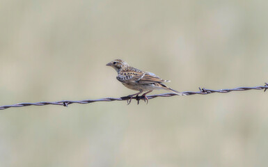 A juvenile Chestnut-collared Longspur (Calcarius ornatus) perched on barbed wire in open grassland