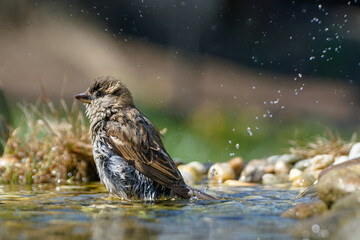 House sparrow, female bathing. Splashing water. Czech Republic. 