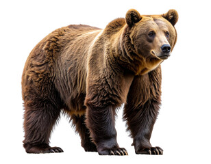 brown bear isolated on white