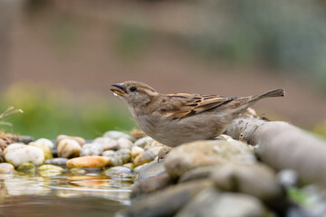 House sparrow, female drinking water on stones. Czechia.