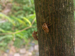 Insectos