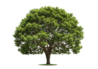 Lush Green Tree with Full Canopy on Transparent Background