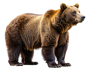 brown bear isolated