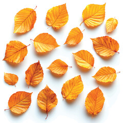 Autumn leaves on white background. Flying autumn leaves isolate. Yellow leaves background.	