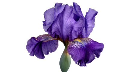Purple Iris Flower in Full Bloom with Delicate Petals Isolated on White Background
