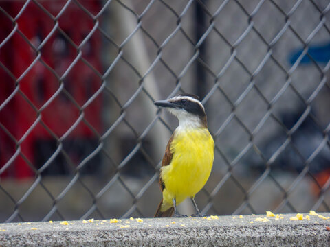 Pitangus sulphuratus