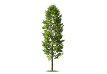 Tall Green Tree Isolated on Transparent Background for Easy Design