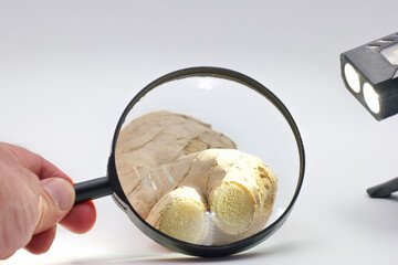 Exploring the intricate details of ginger root with a magnifying glass in a well lit setting