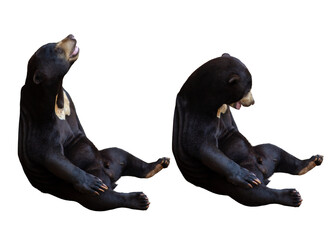 Two black bears sitting on a white background.