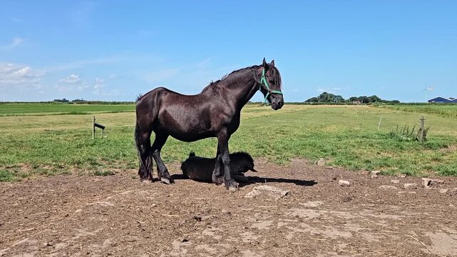 Frisian thoroughbred with foal in the meadow in the countryside in the Netherlands