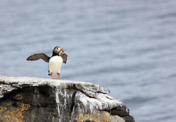 puffin with spread wings in iceland