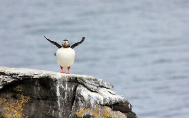 puffin in iceland