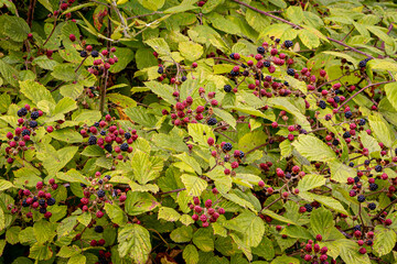 A close-up of ripe and unripe blackberries growing on a wild bush with lush green leaves, captured...