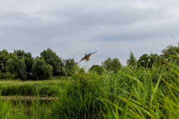 A wild duck captured mid-flight above tall green reeds, with a blurred forest background and open white sky in a natural reserve.