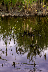 Close-up of still water with protruding reed stalks and natural reflections of tall grasses and trees in a quiet wetland.