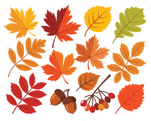 Obraz premium Autumn Falling Leaves and Acorns Vector Illustration with Transparent Background – Features Yellow Rowan, Birch, Oak, and Maple Leaves for Seasonal Graphics, Decor, and Prints