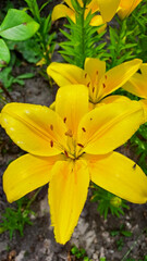 Obraz premium yellow lily in the garden