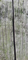 Obraz premium Close-up of weathered wooden planks covered with green moss. The rough texture, cracks, and natural growth create an aged, organic look, perfect for nature, decay, or eco-themed design elements.