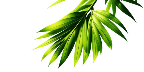 Close up of a vibrant green palm leaf against a stark black background space on transparent background