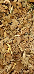 A close-up view of a dense layer of dry brown leaves fallen on the ground, capturing the texture and tones of autumn decay in natur