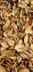 A close-up view of a dense layer of dry brown leaves fallen on the ground, capturing the texture and tones of autumn decay in nature
