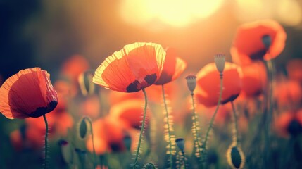 Obraz premium Vibrant poppy flowers blooming in a sunlit field during golden hour